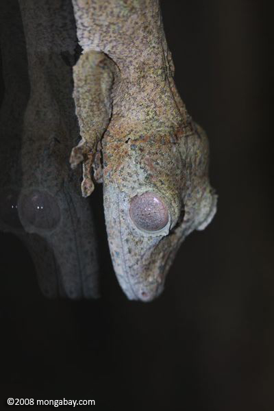 巨大な葉ヤモリ（ uroplatus fimbriatus ）尾