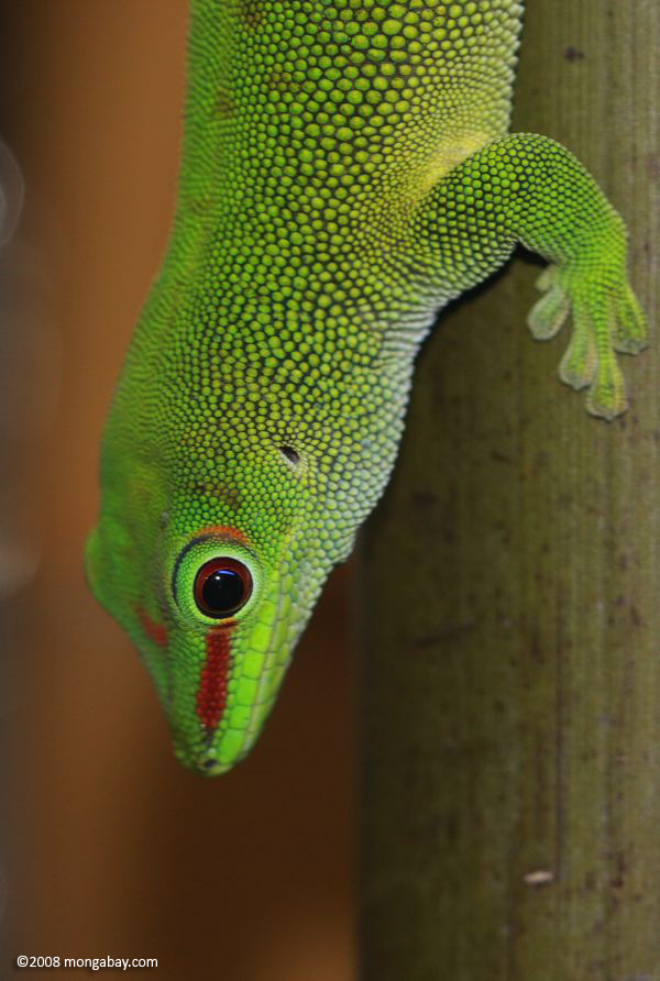 Madagascar giant day gecko (Phelsuma grandis)
