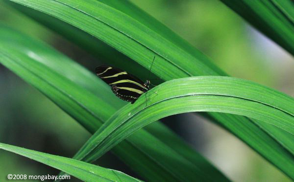 heliconius蝶の種