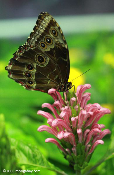 羽を閉じて青いモルフォ（メートルメネラーオス）は、ピンクの花の上で休憩