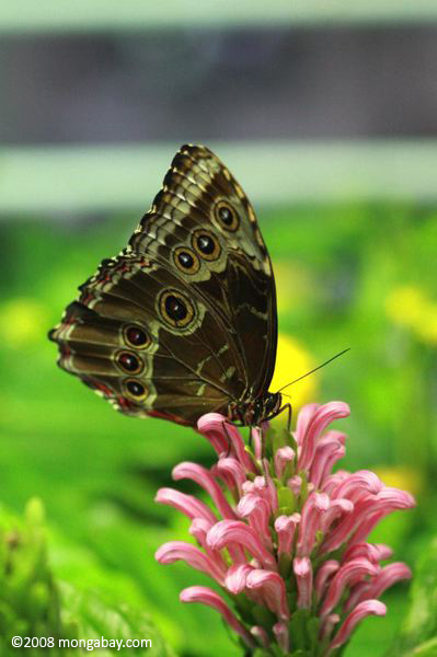 синий Морфо (м. menelaus) с крыльями закрыты, а покоится на розовый цветок