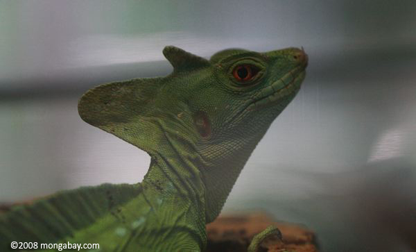 зеленая ящерица (василисков plumifrons)