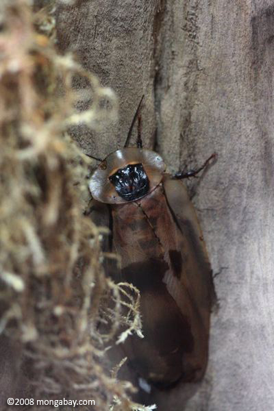 巨大なゴキブリ（ blaberus giganteus ）