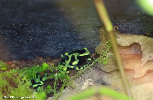 緑と黒の毒カエル