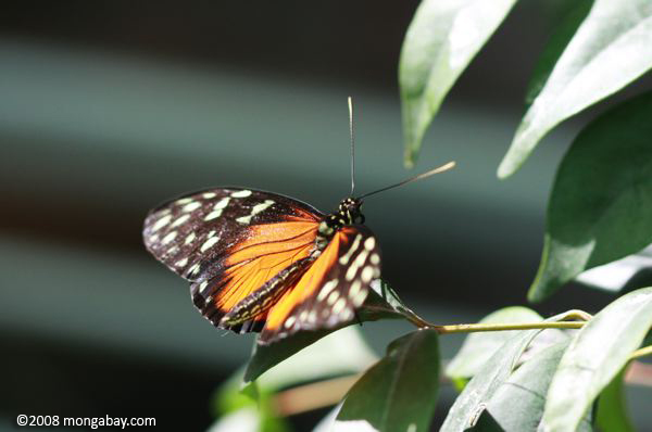 heliconius蝶の種