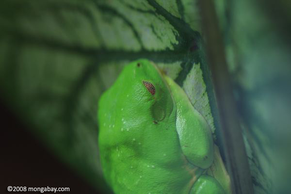 睡眠の木赤い目のカエル