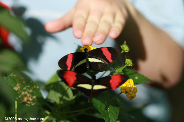 子供の手でheliconiusメルポメネ蝶