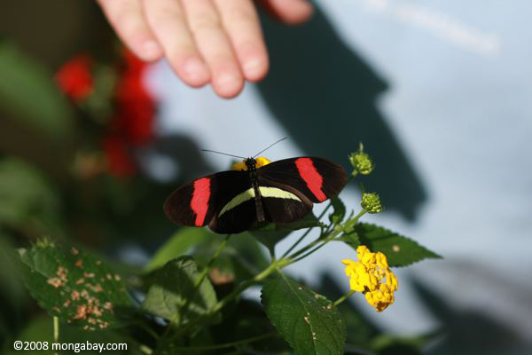 子供の手でheliconiusメルポメネ蝶