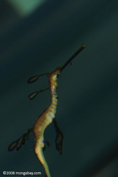 dragón de mar