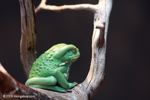 Waxy monkey tree frog (Phyllomedusa sauvagei)