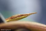 Male Madagascar leaf-nosed snake (Langaha madagascariensis)