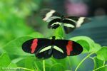 Heliconius melpomene butterflies mating