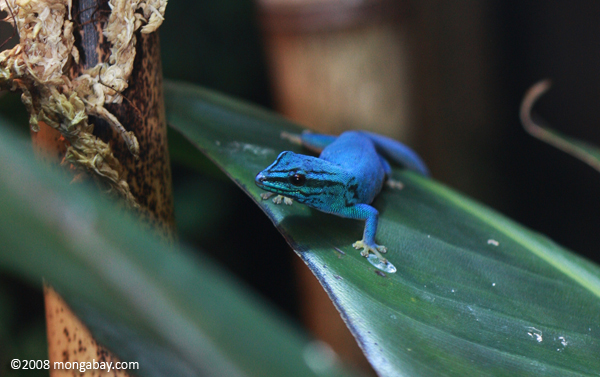 Gecko azul eléctrico de Tanzania. Fotos: Rhett Butler.