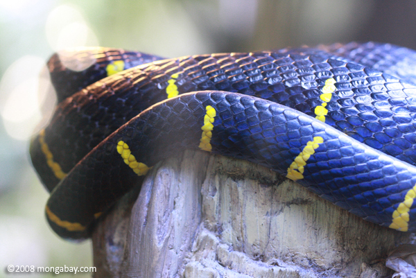 Image result for blue and yellow snake