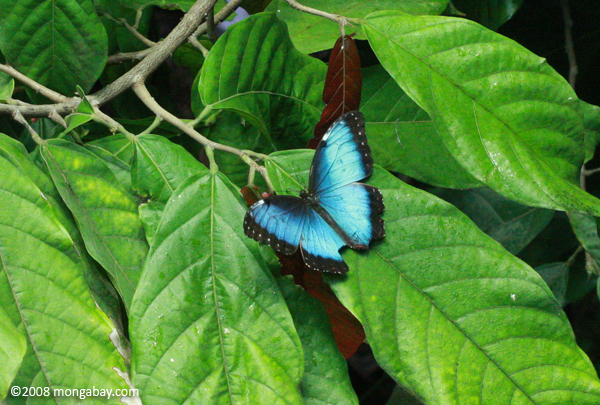Maripoza morfo azul
