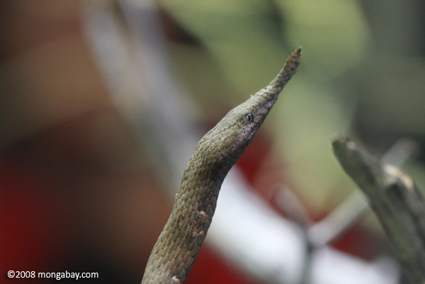 Female Madagascar leaf-nosed snake (Langaha madagascariensis)