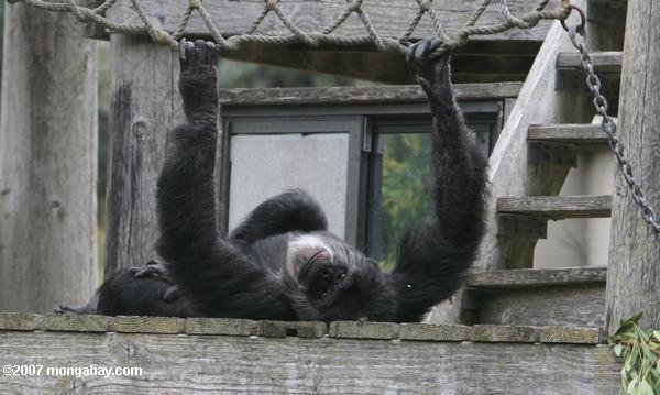 неволе шимпанзе
