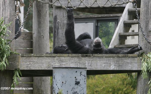 неволе шимпанзе