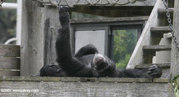 Chimpanzé captif