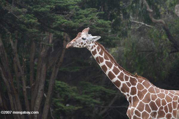 Giraffe reticulado (reticulata de los camelopardalis de Giraffa)