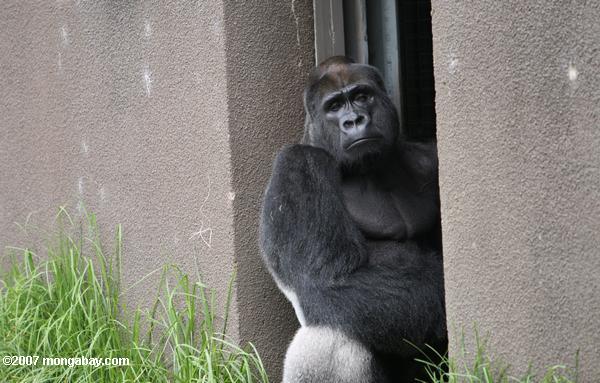 Gorille occidental de terre en contre-bas de silverback captif (gorille de gorille de gorille)
