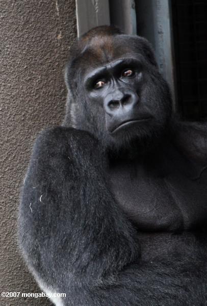 Gorila occidental de la tierra baja del silverback prisionero (gorila del gorila del gorila)