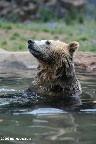 серый медведь (Ursus arctos)