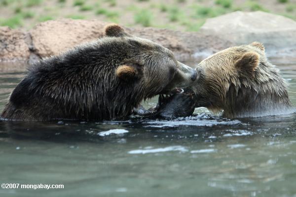 Urso de Grizzly (arctos de Ursus)