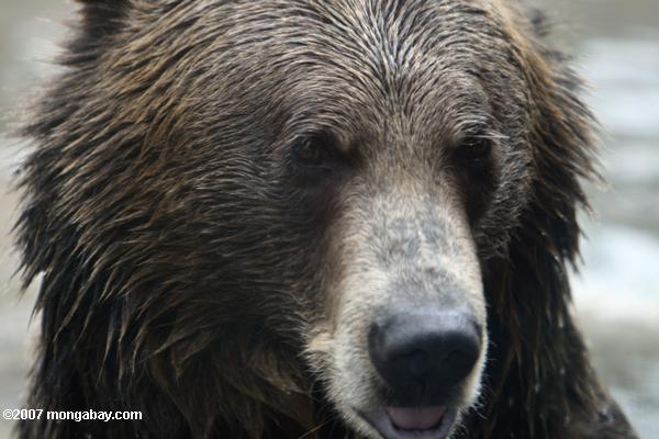 серый медведь (Ursus arctos)