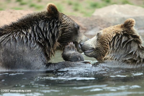 Grizzly Bär (Ursus arctos)