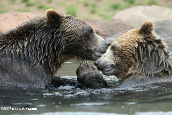 Grizzly Bär (Ursus arctos)