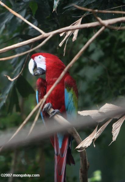 Macaw del escarlata