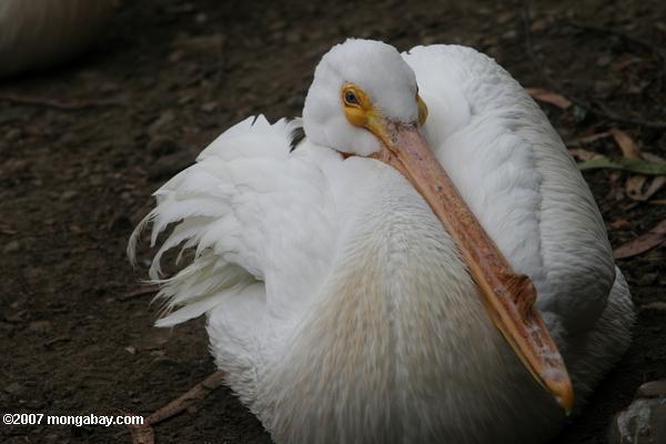 Американский белый пеликан (pelecanus erythrorhynchos)