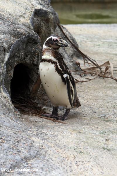 Магелланово пингвин (speniscus magellanicus)