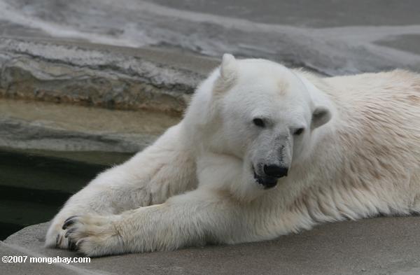 Polarer Bär (Ursus maritimus)