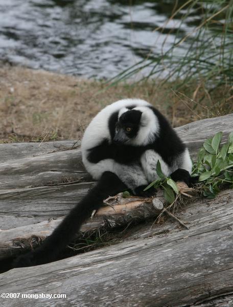 Lemur superado blanco y negro (variegata del variegata de Varecia)