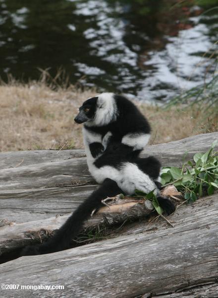 Ruffed preto e branco Lemur (variegata do variegata de Varecia)