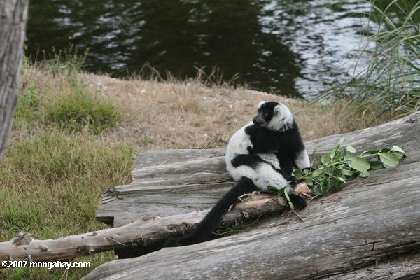 Getrumpftes Schwarzweiss-lemur (Varecia variegata variegata)