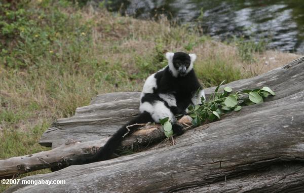 Ruffed noir et blanc Lemur (variegata de variegata de Varecia)