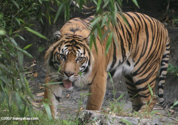 Tigre sibérien (altaica de tigris de Panthera)