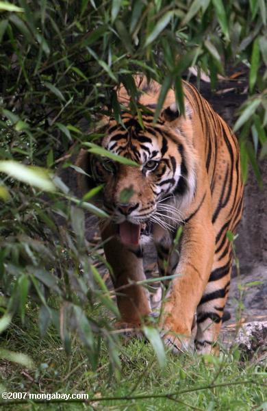 Tigre sibérien (altaica de tigris de Panthera)