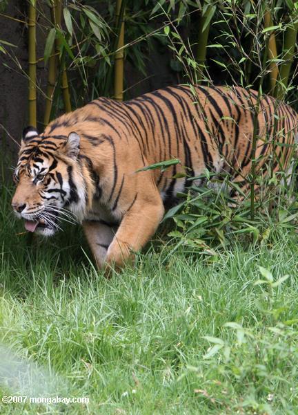 Tigre siberiano (altaica de los tigris de Panthera)