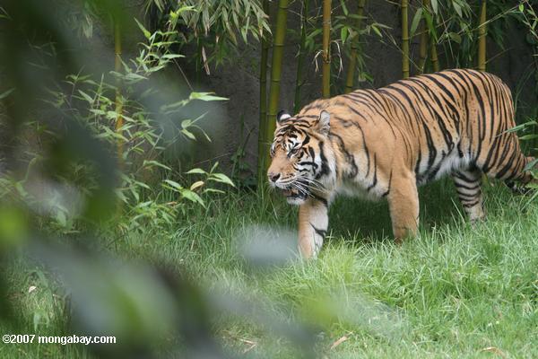 Tigre siberiano (altaica de los tigris de Panthera)