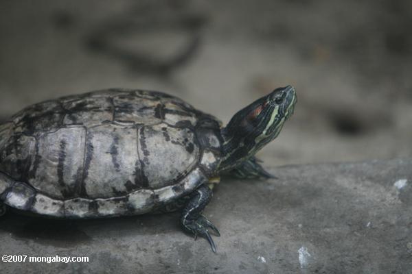 Amazonas Flußschildkröte