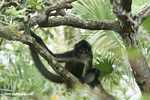 Spider monkey (local name in Belize: Venado)