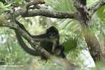 Female Long-haired Spider Monkey (Ateles belzebuth)