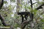 Spider monkey in a tree