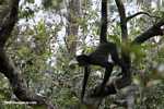Spider monkey hanging in a tree [belize_0026]