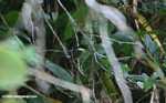 American Pygmy Kingfisher (Chloroceryle aenea)