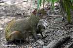 Mother Agouti (Dasyprocta punctata) with babies